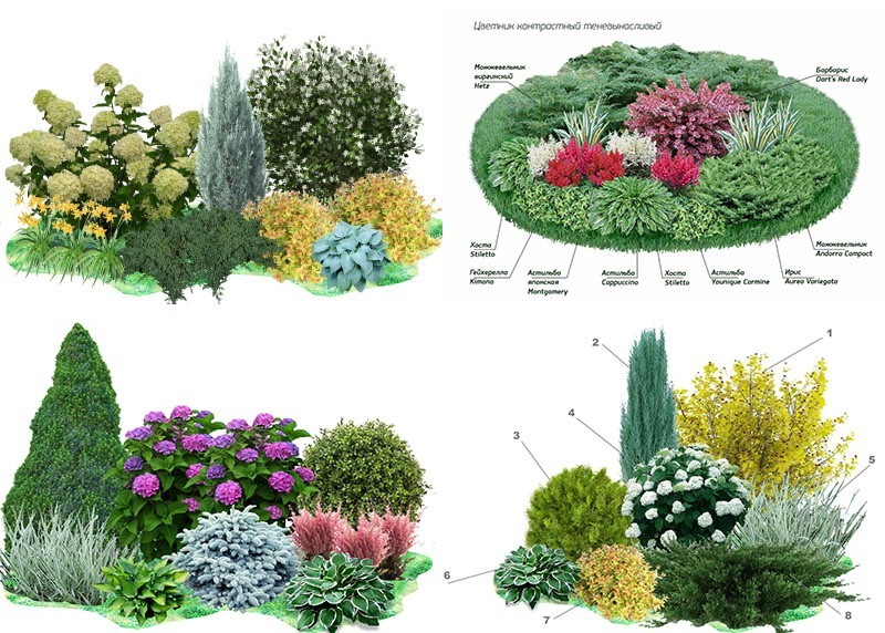 Схемы миксбордеров с хвойными и декоративными кустарниками