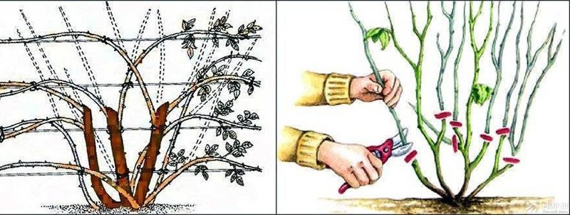 Плетистая роза Розариум Ютерсен украсит любой дачный участок